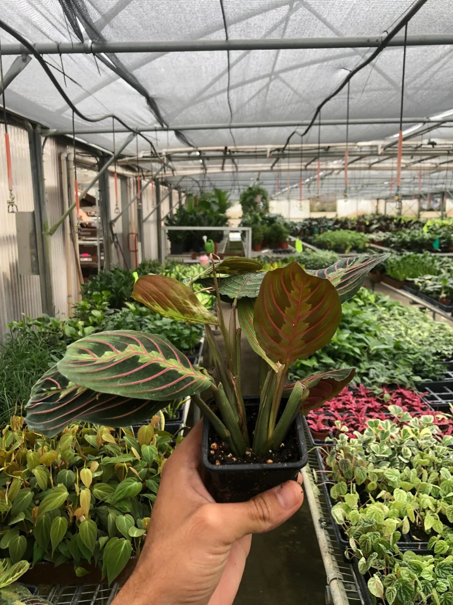 Red prayer plant growing in greenhouse with healthy patterned leaves and compact growth