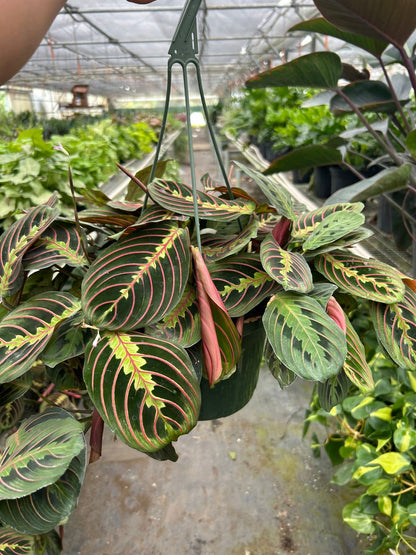 Maranta red prayer plant hanging in greenhouse showing vibrant foliage and trailing growth