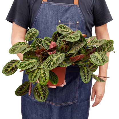 Full red prayer plant with lush foliage held for scale, decorative Maranta houseplant