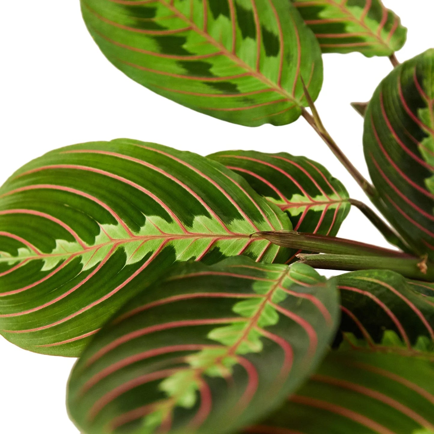 Close-up of red prayer plant leaves showing green foliage with red veins and decorative pattern