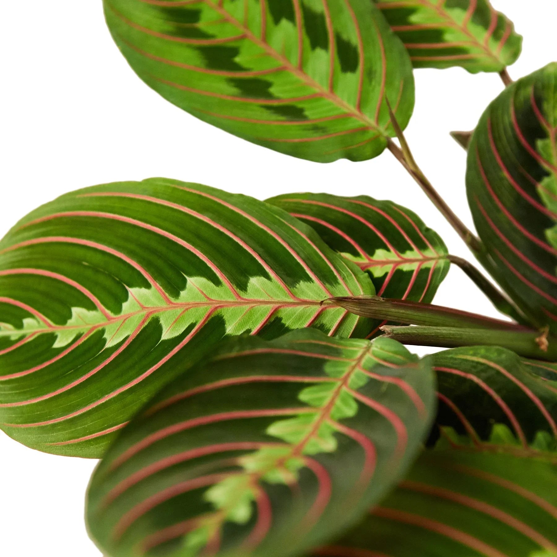 Close-up of red prayer plant leaves showing green foliage with red veins and decorative pattern