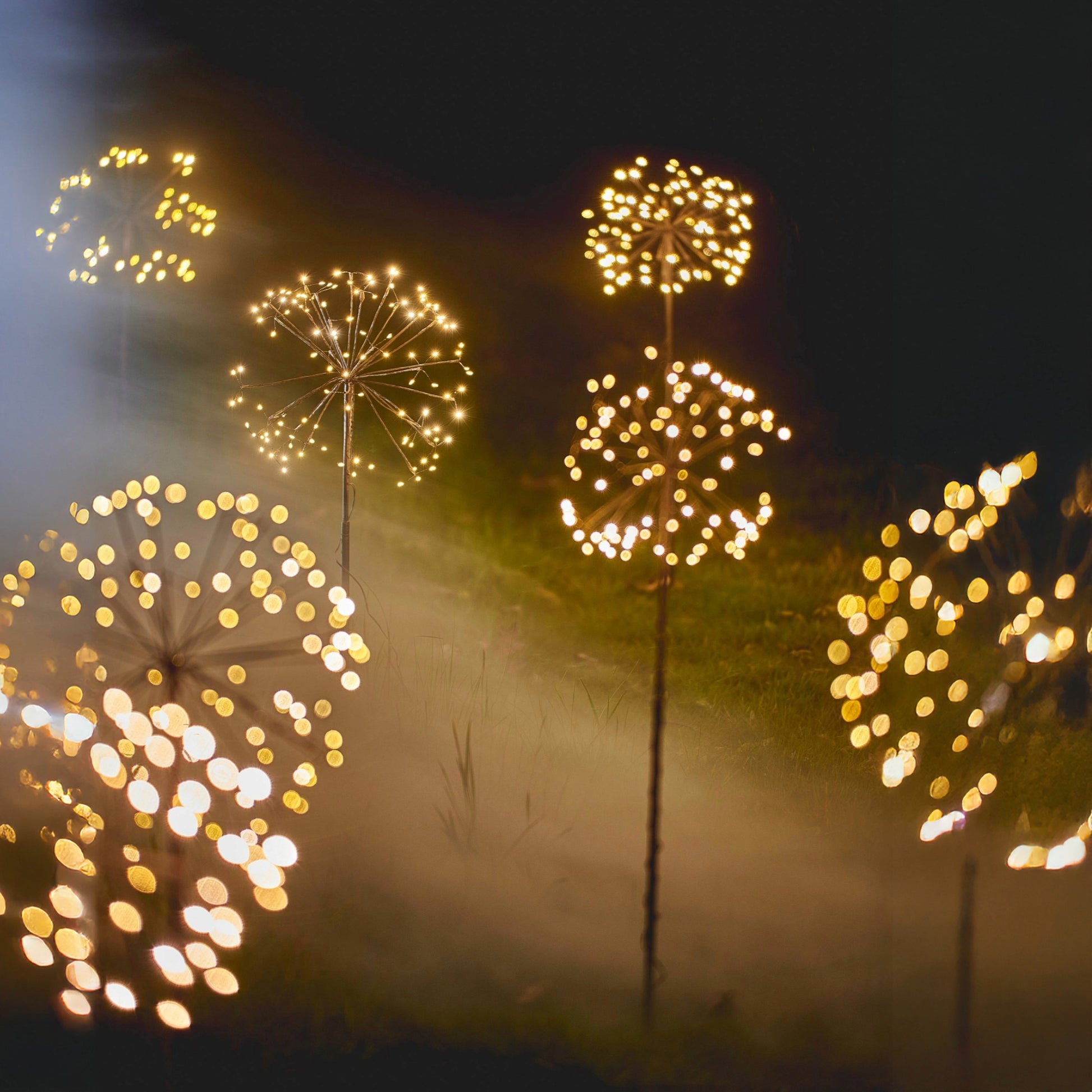 Multiple H Potter solar golden blooms in backyard party