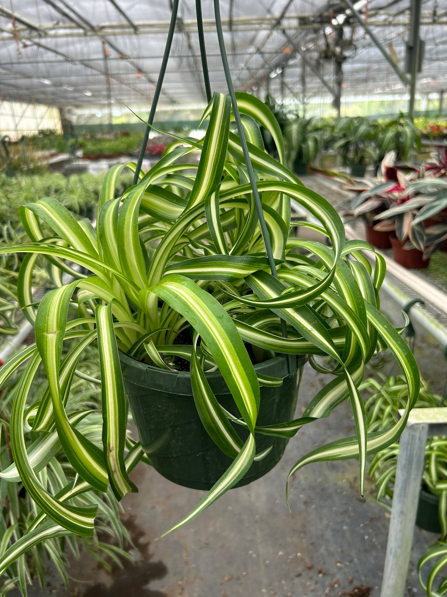 Hanging Spider Plant ‘Bonnie’ (Curly Chlorophytum) in a greenhouse with curly green-and-cream striped leaves