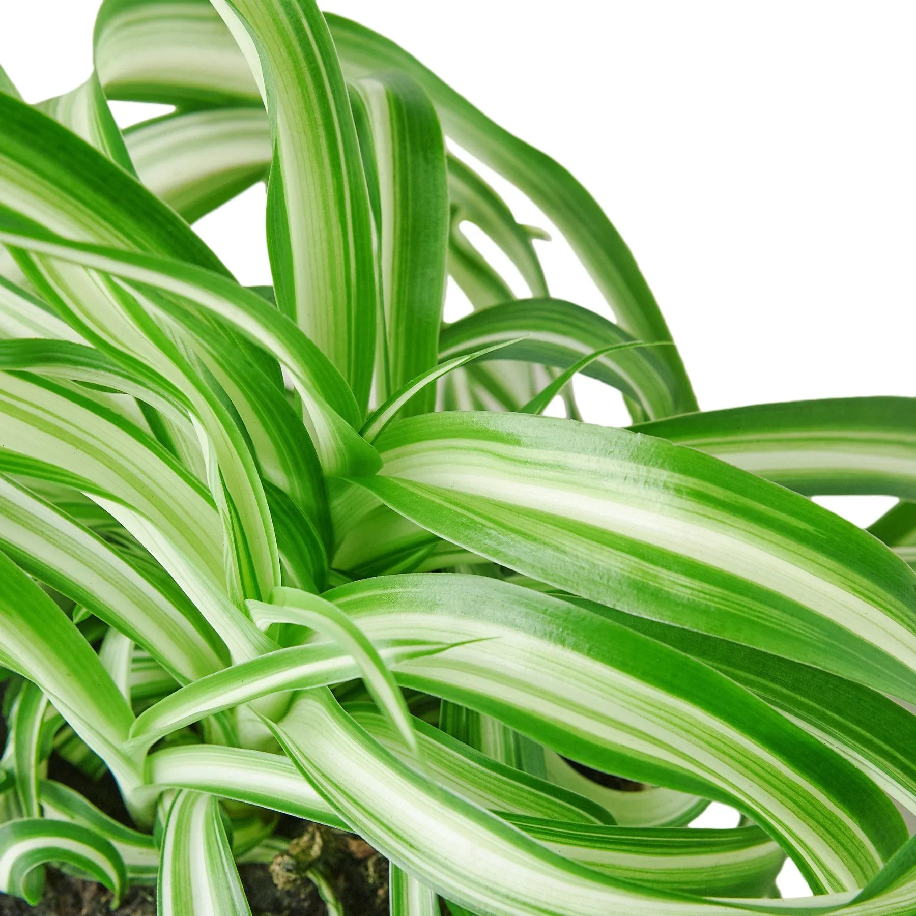Close up of Spider Plant ‘Bonnie’ (Curly Chlorophytum) with curly green-and-cream striped leaves
