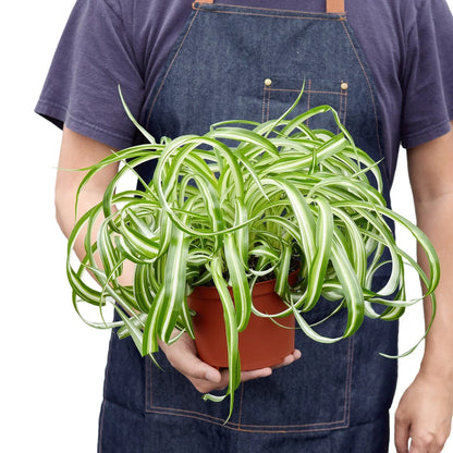 6 inch Spider Plant ‘Bonnie’ (Curly Chlorophytum) in a nursery pot with curly green-and-cream striped leaves