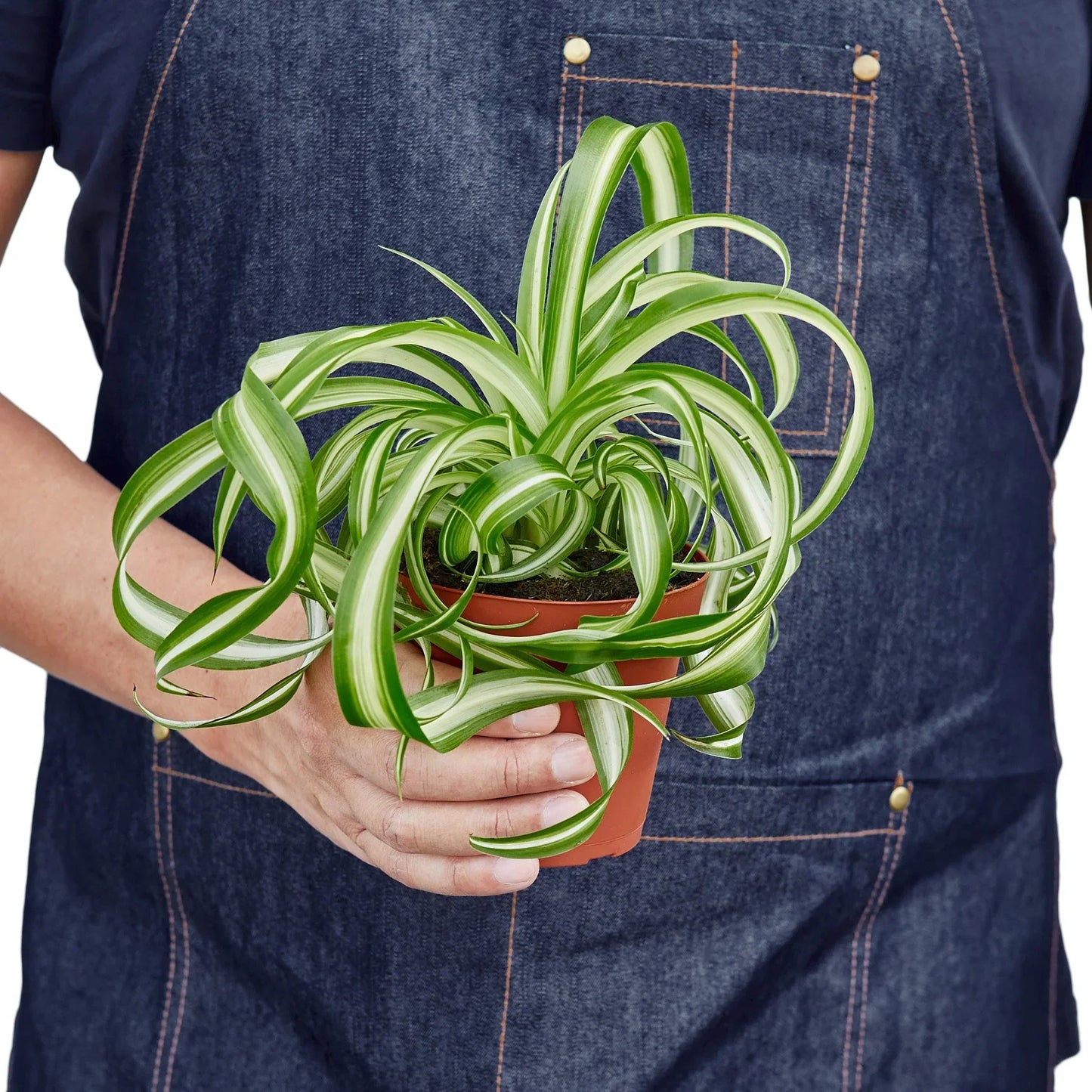 Handheld for size reference Spider Plant ‘Bonnie’ (Curly Chlorophytum) in a nursery pot with curly green-and-cream striped leaves