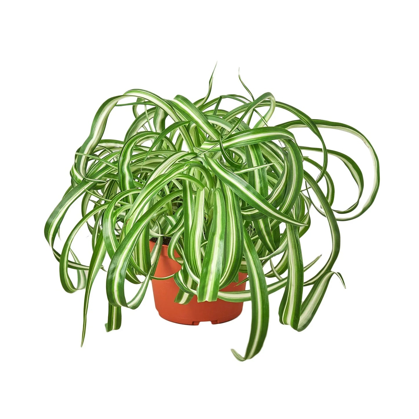 Healthy Spider Plant ‘Bonnie’ (Curly Chlorophytum) in a nursery pot with curly green-and-cream striped leaves