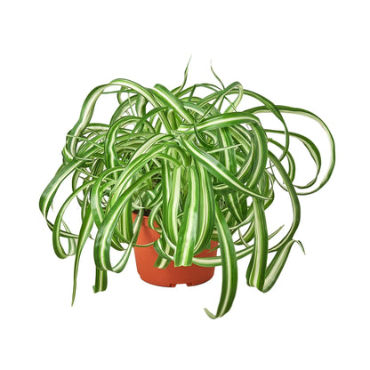 Healthy Spider Plant ‘Bonnie’ (Curly Chlorophytum) in a nursery pot with curly green-and-cream striped leaves
