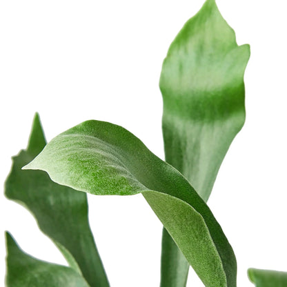 Staghorn fern foliage detail showing textured fronds and layered growth