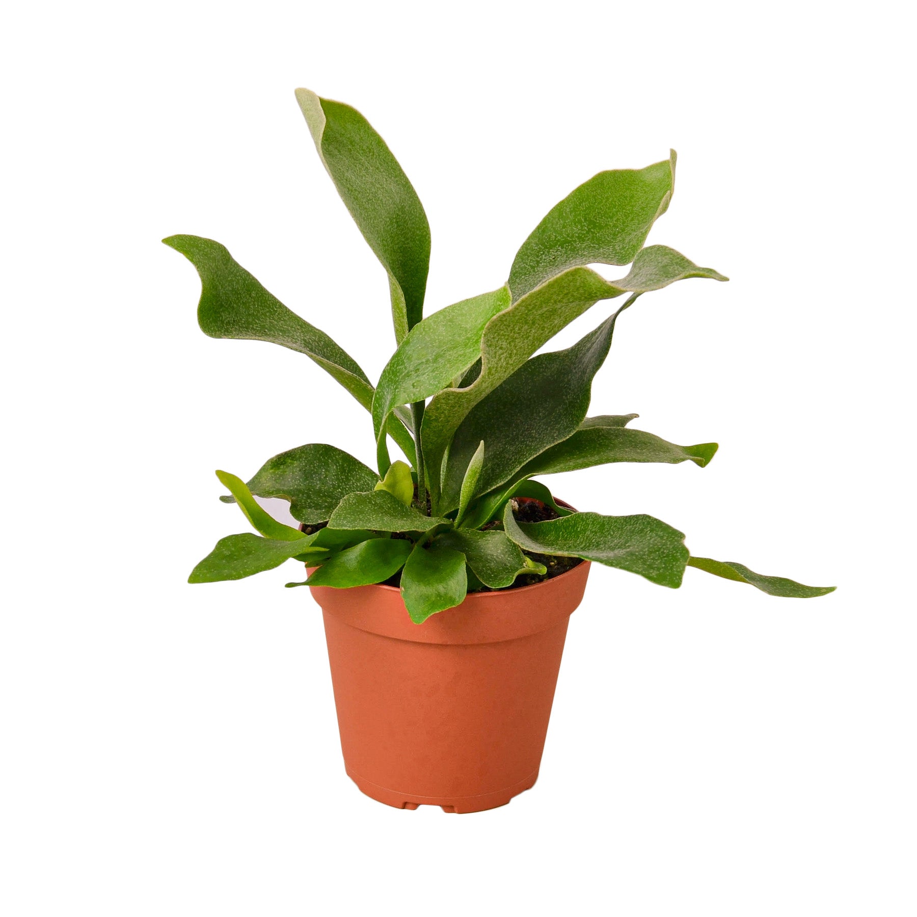 Staghorn fern (Platycerium bifurcatum) in nursery pot with sculptural green fronds, tropical indoor fern curated by H Potter