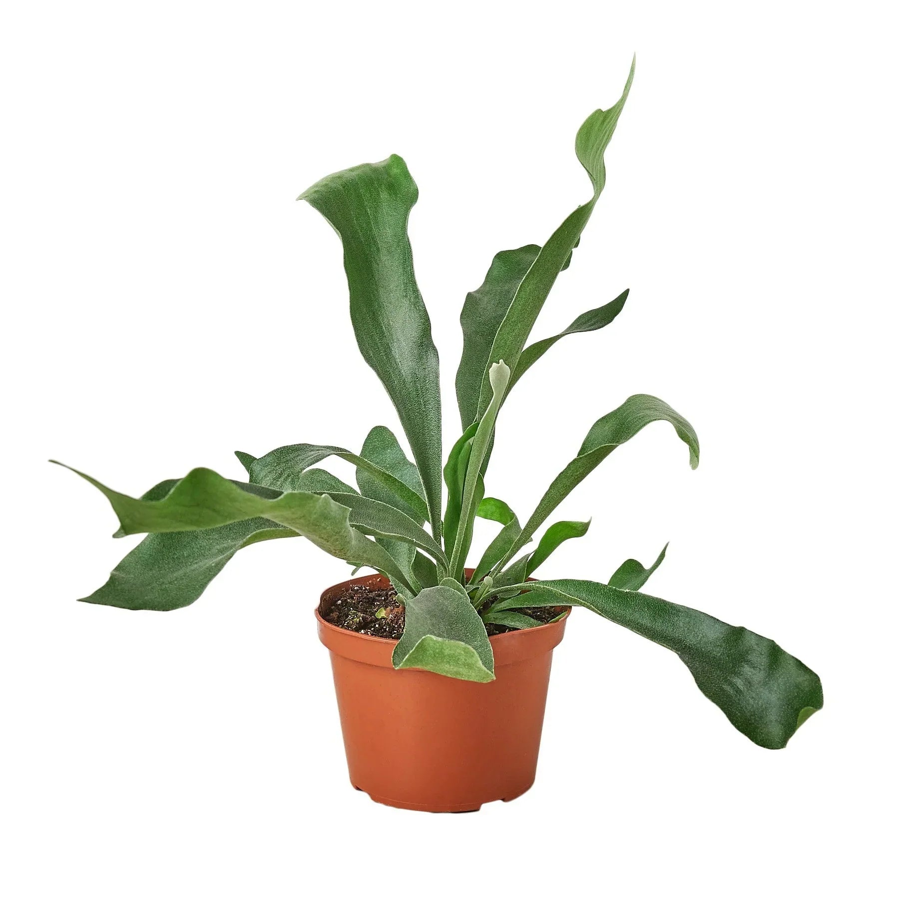Potted staghorn fern plant with arching green fronds for indoor display