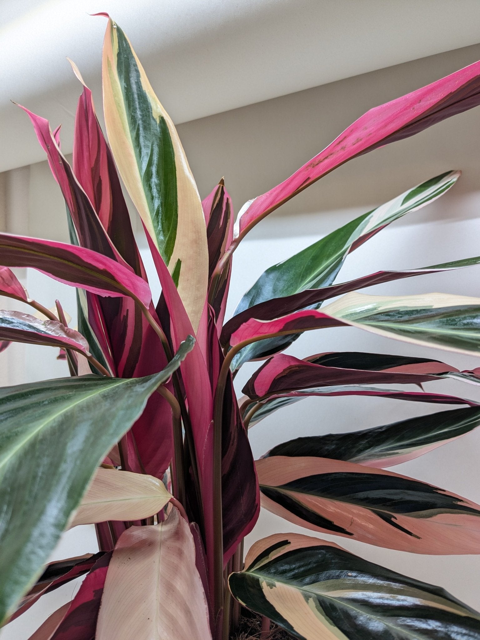 H Potter Stromanthe Triostar