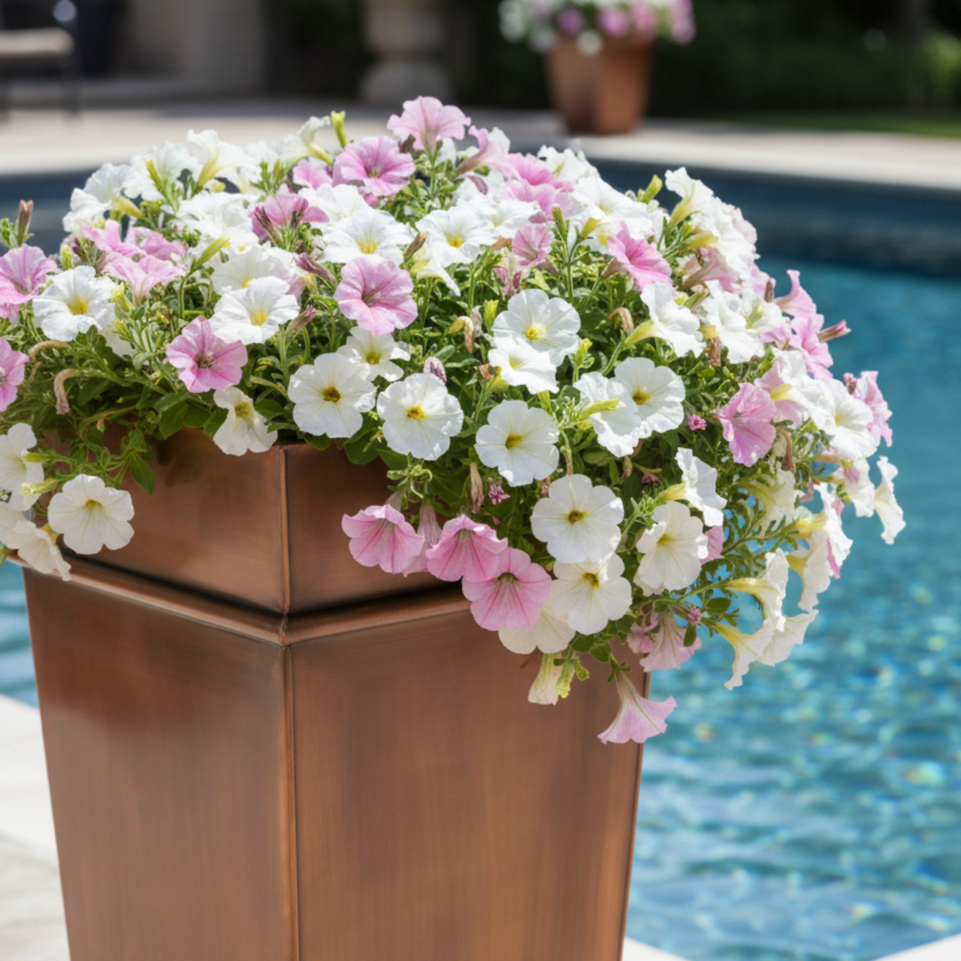 H Potter tall planter near pool with white and pink petunias