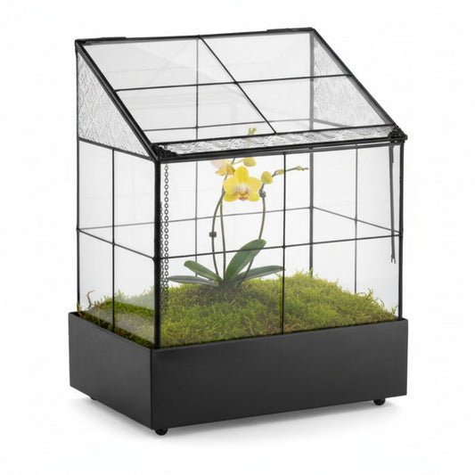 h potter glass terrarium