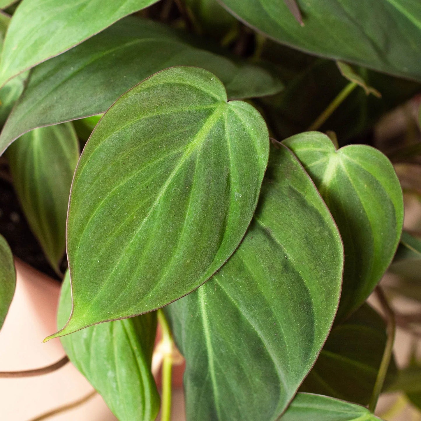 Velvet philodendron micans foliage detail showing heart-shaped leaves and soft texture