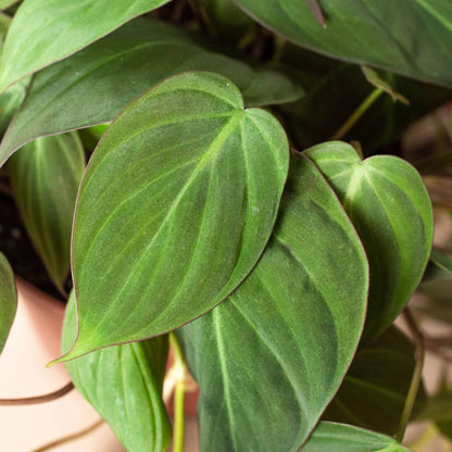 Velvet philodendron micans foliage detail showing heart-shaped leaves and soft texture