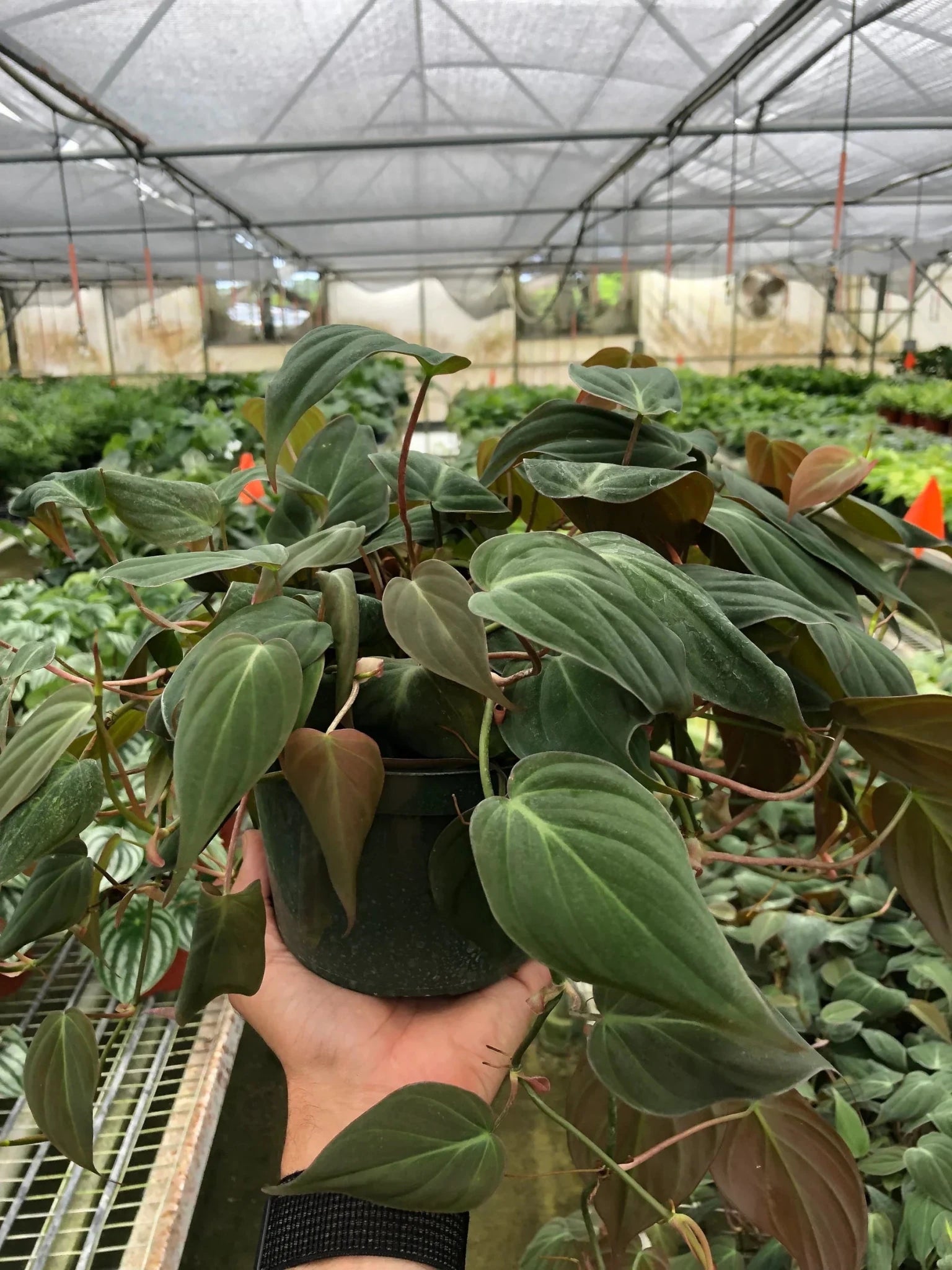 Philodendron micans plant growing in greenhouse with trailing vines and velvety leaves