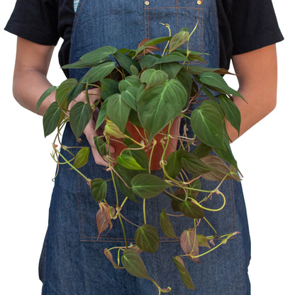 Large trailing velvet philodendron micans held for scale, lush indoor tropical plant
