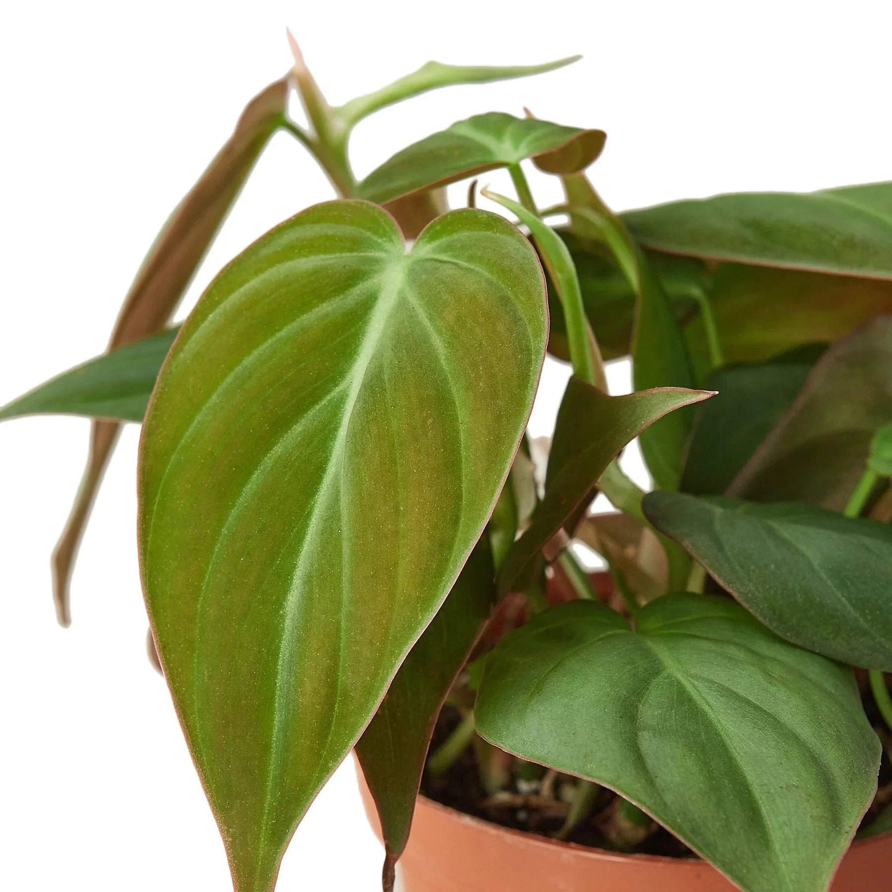 Close-up of velvet philodendron micans leaves showing soft texture and rich green color