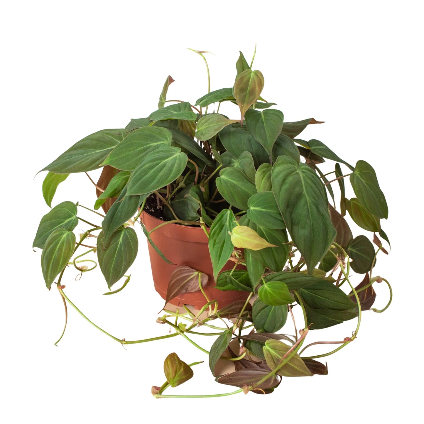 Trailing velvet philodendron micans plant with cascading stems and soft green leaves