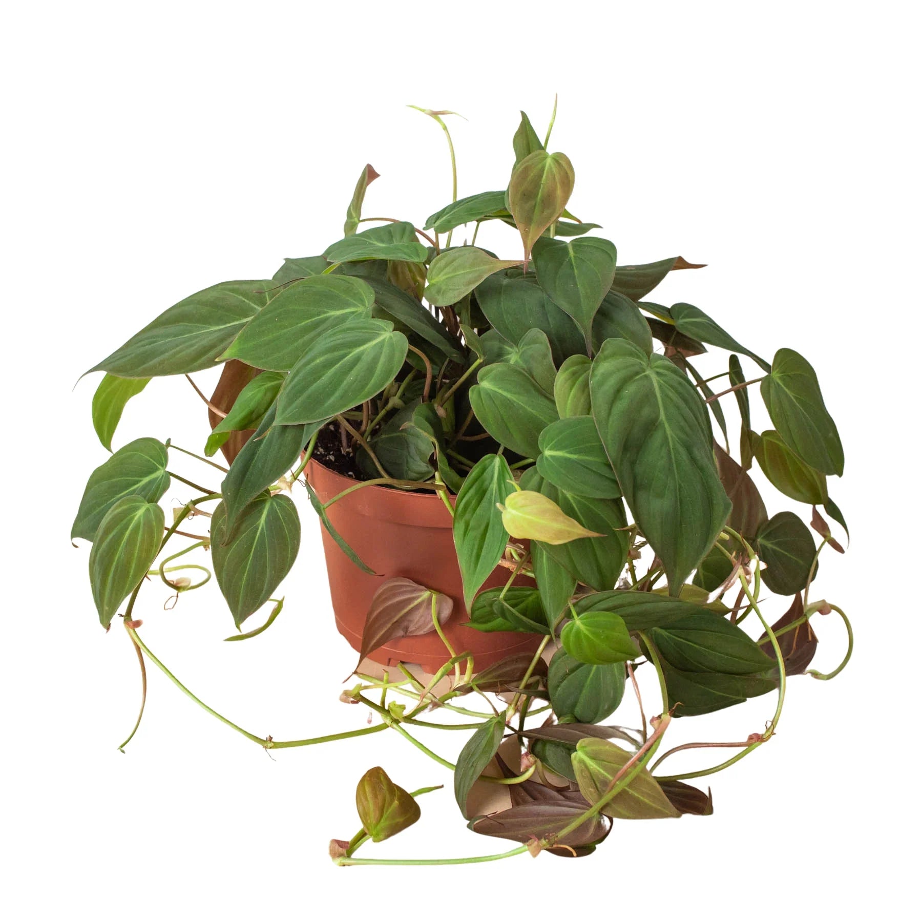 Trailing velvet philodendron micans plant with cascading stems and soft green leaves