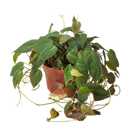 Trailing velvet philodendron micans plant with cascading stems and soft green leaves