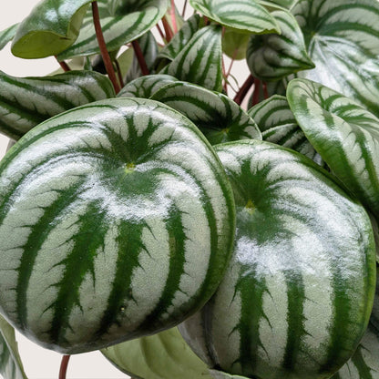 Close-up foliage pattern of watermelon peperomia with rounded leaves and bright silver striping
