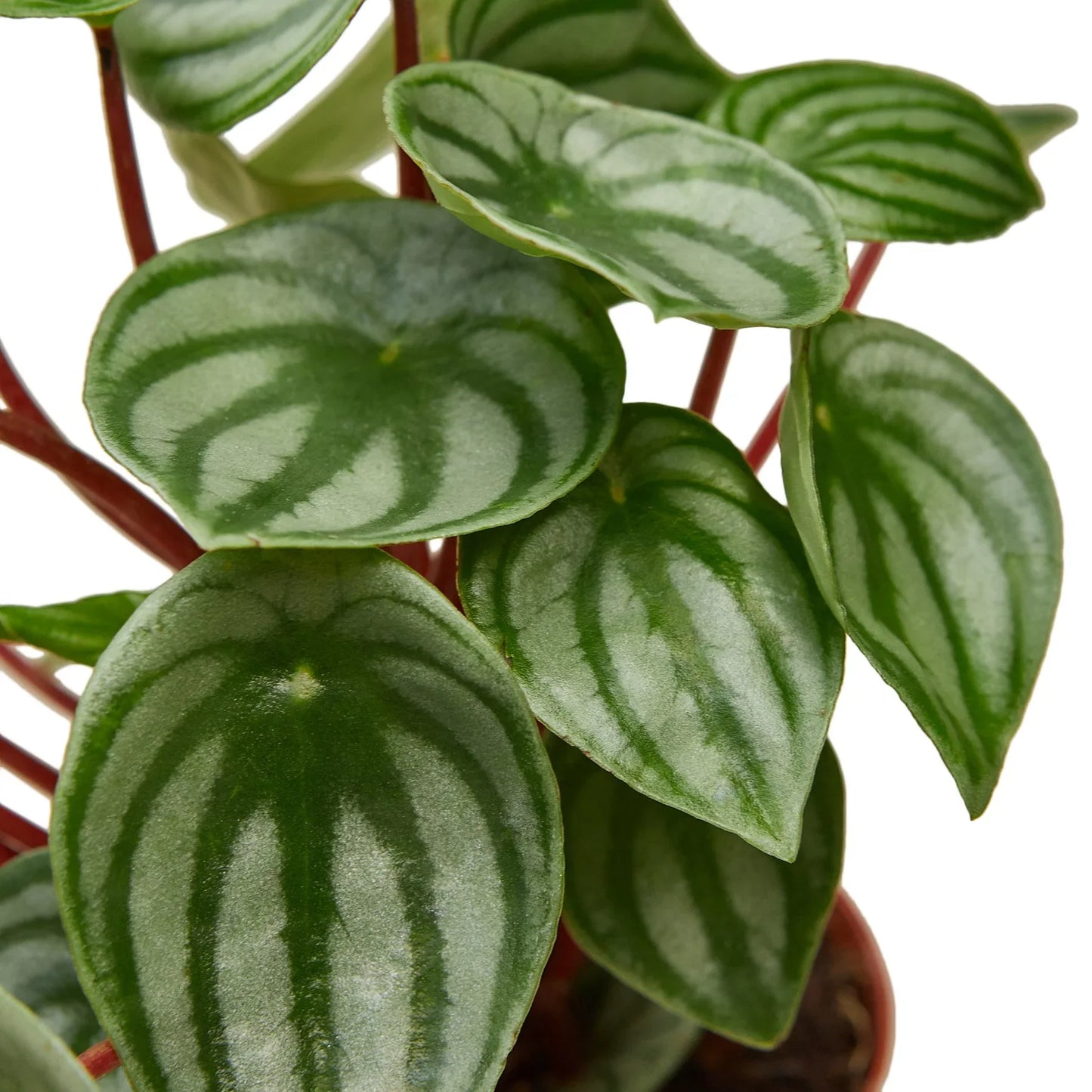 Close-up of watermelon peperomia leaves showing curved silver striping and rich green pattern