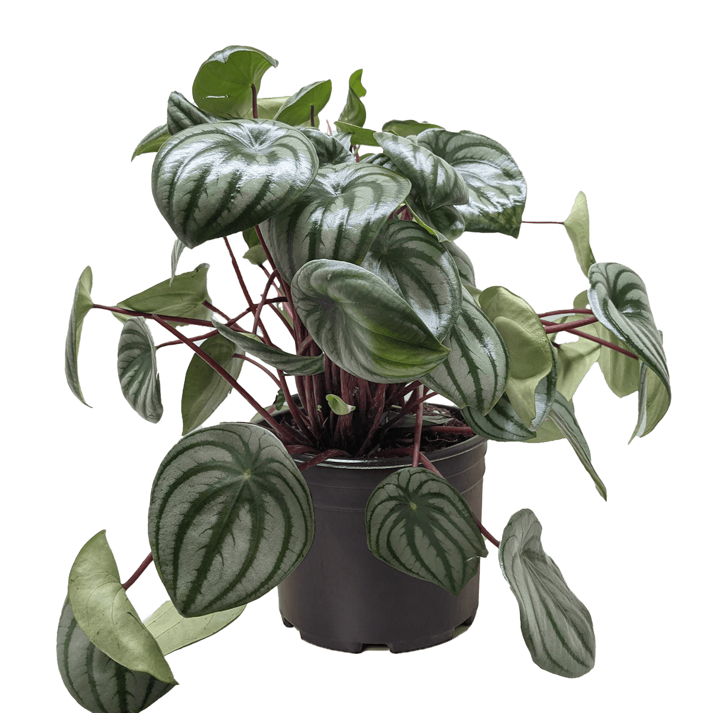Watermelon peperomia plant in a black pot with trailing stems and silver-striped foliage
