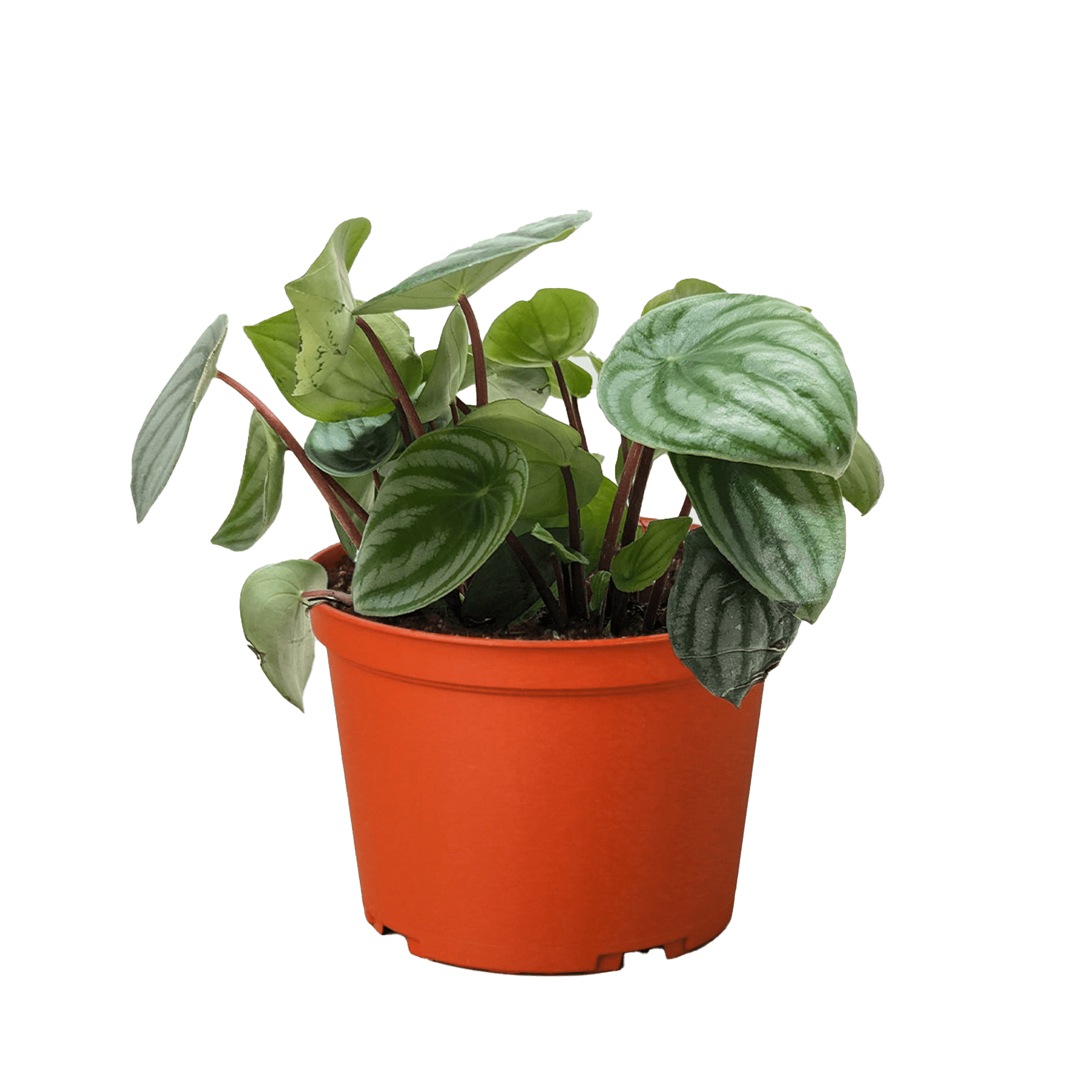 watermelon plant peperomia Watermelon Peperomia (Peperomia argyreia)