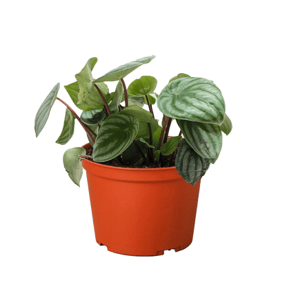Small watermelon peperomia plant (Peperomia argyreia) in a nursery pot, compact tabletop size