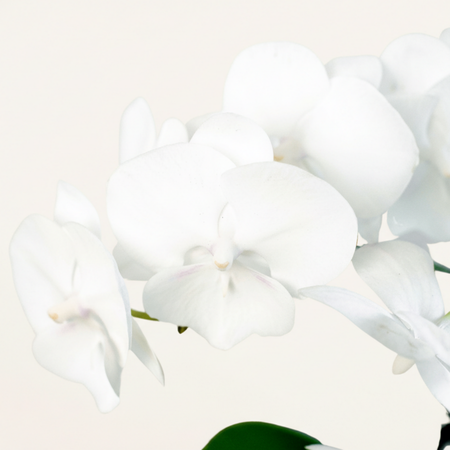 Close-up of white Phalaenopsis orchid blooms showing delicate petals and yellow centers