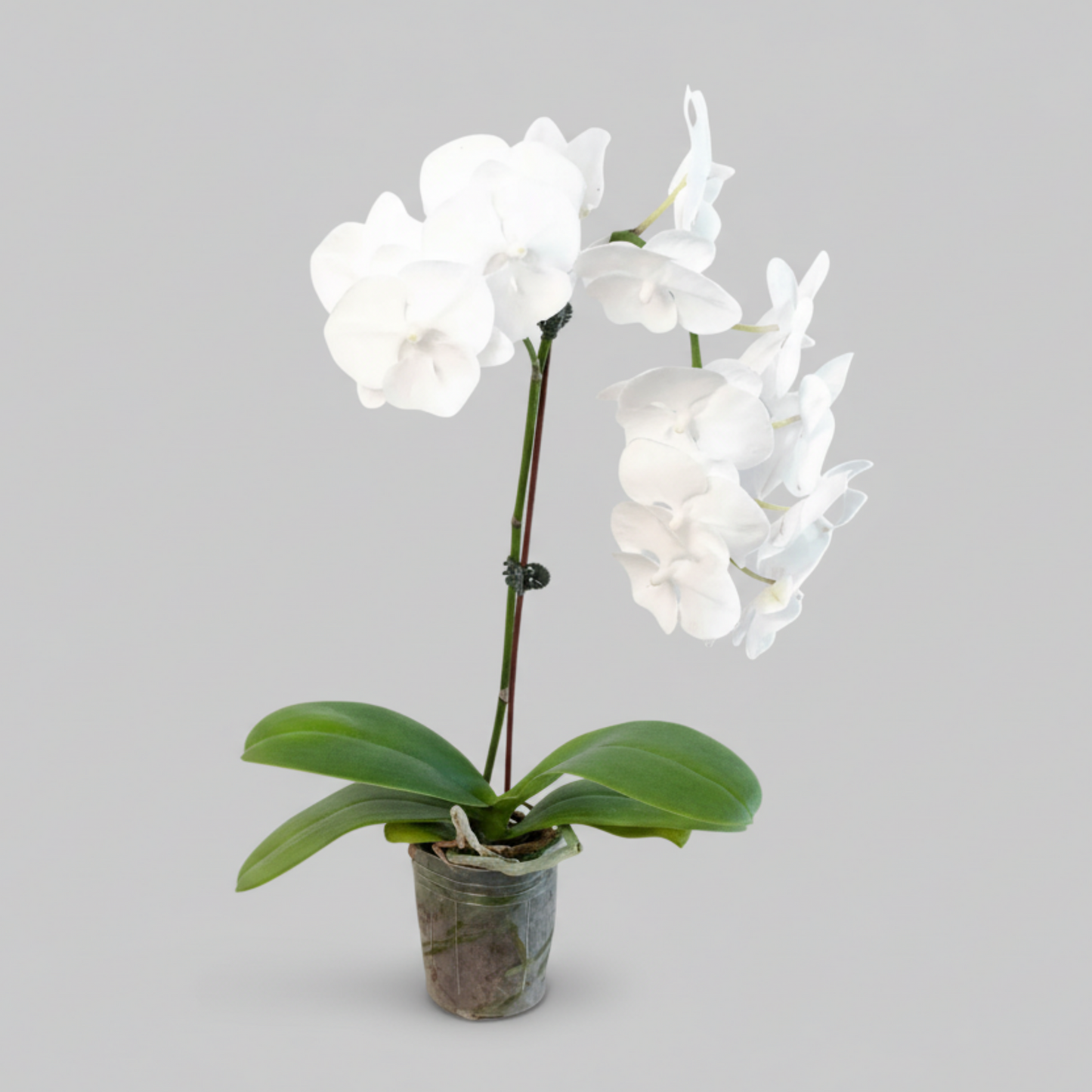 White Phalaenopsis moon orchid with elegant blooms and glossy leaves in clear pot, curated indoor flowering plant by H Potter