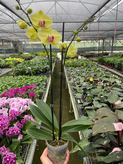 Yellow Phalaenopsis orchid plant in greenhouse aisle with healthy foliage and flowering spike