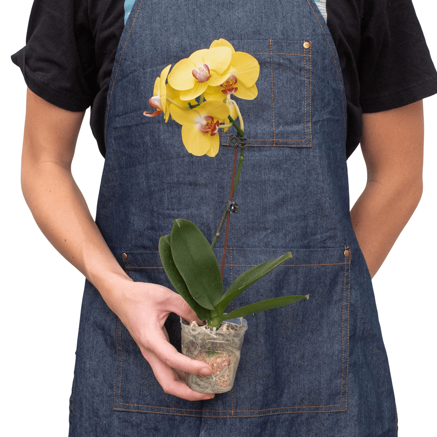 Yellow Phalaenopsis orchid plant held in hands for size reference, compact indoor orchid gift plant