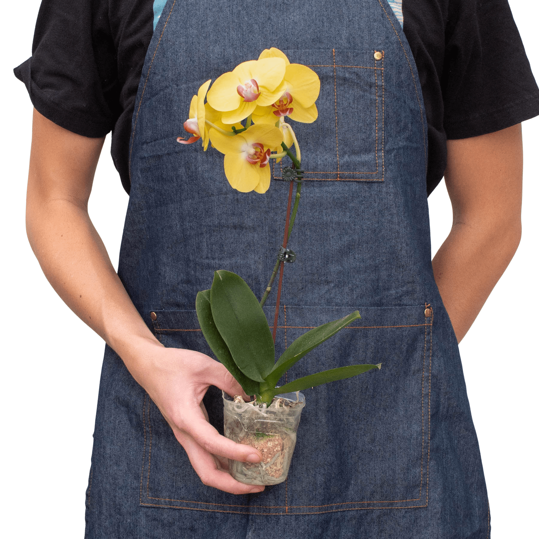 Yellow Phalaenopsis orchid plant held in hands for size reference, compact indoor orchid gift plant