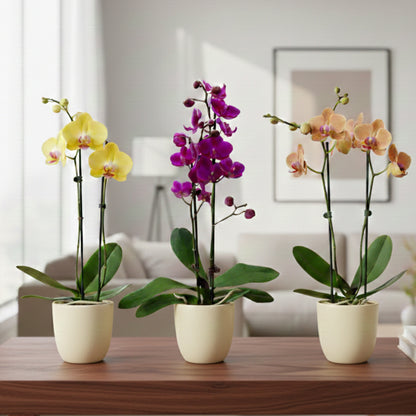 Three potted orchids in yellow, purple, and pink on a wooden table in a living room 