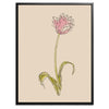 Pink Flower Botanical Fine Art Print by H Potter