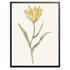 Yellow Flower Botanical Fine Art Print by H Potter