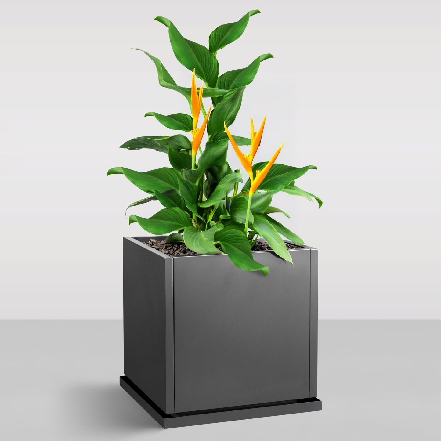 Potted plant with orange flowers and green leaves in a gray pot on a light gray background