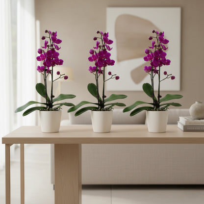 Three potted Purple Phalaenopsis orchids in an elegant ceramic planter styled on a living room table, curated by H Potter for refined indoor décor