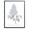 Lilac Botanical Fine Art Print by H Potter