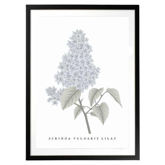 Lilac Botanical Fine Art Print by H Potter