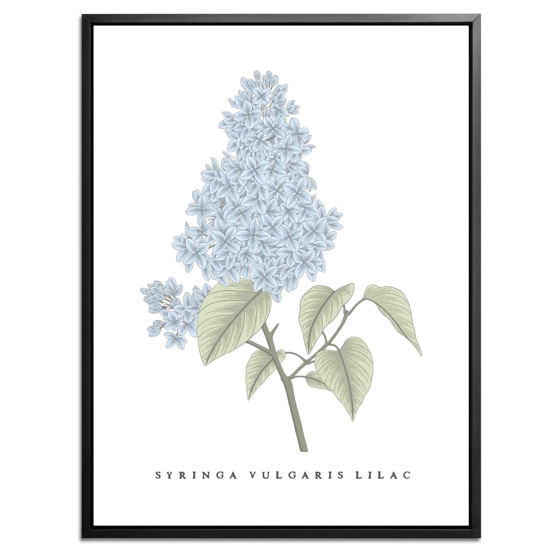 Lilac Botanical Fine Art Print by H Potter