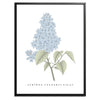 Lilac Botanical Fine Art Print by H Potter