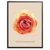 Orange Ranunculus Botanical Fine Art Print by H Potter