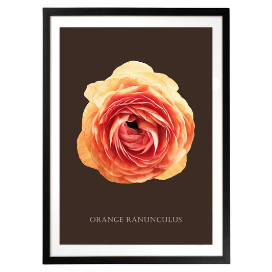 Orange Ranunculus Botanical Fine Art Print by H Potter