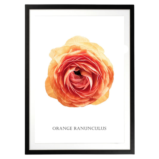Orange Ranunculus Botanical Fine Art Print by H Potter