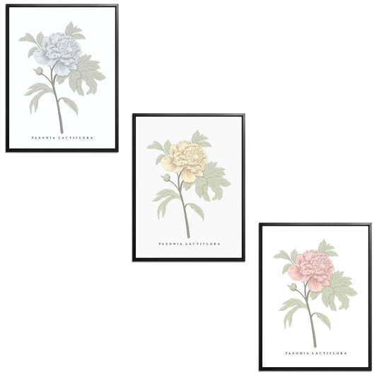 Peonies Set Botanical Fine Art Print by H Potter