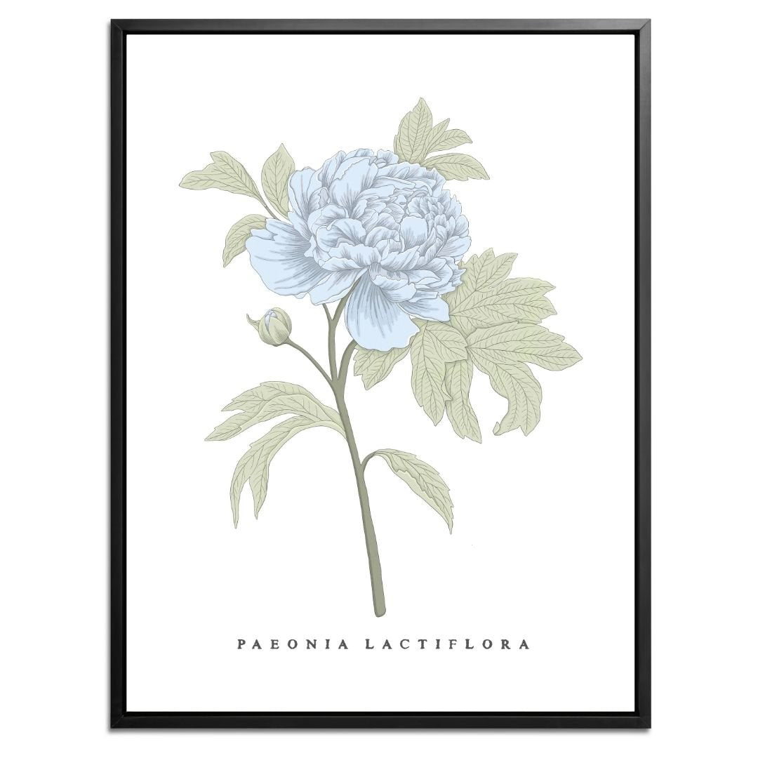 Peony Botanical Fine Art Print by H Potter Blue